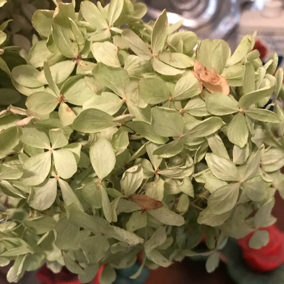 Dried Pee Gee hydrangeas - Picture 4 of 5